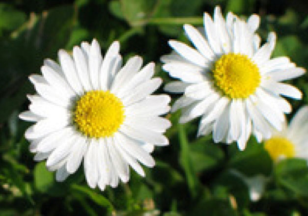 Margueritter